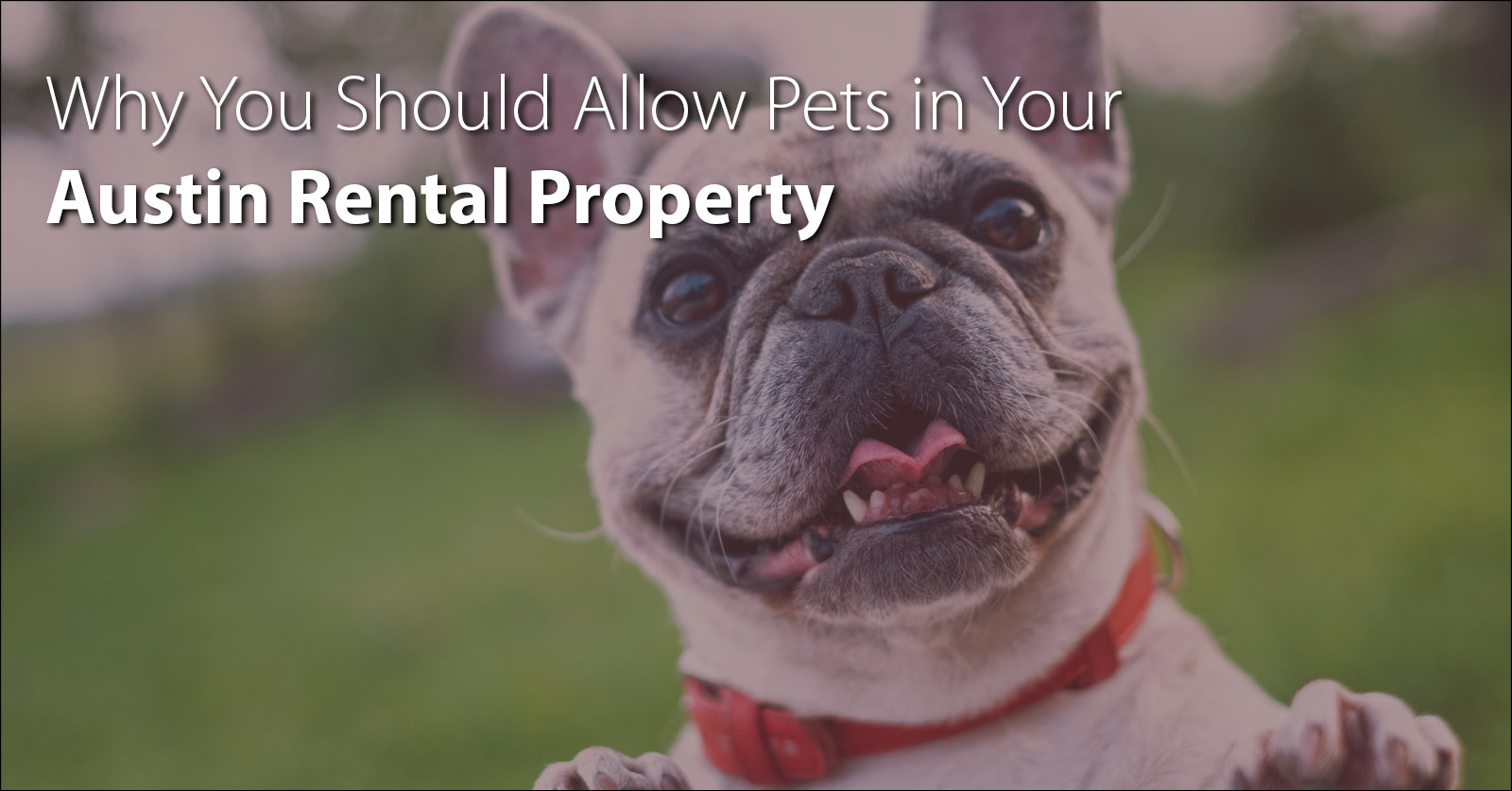 Pets & Your Austin Rental Home