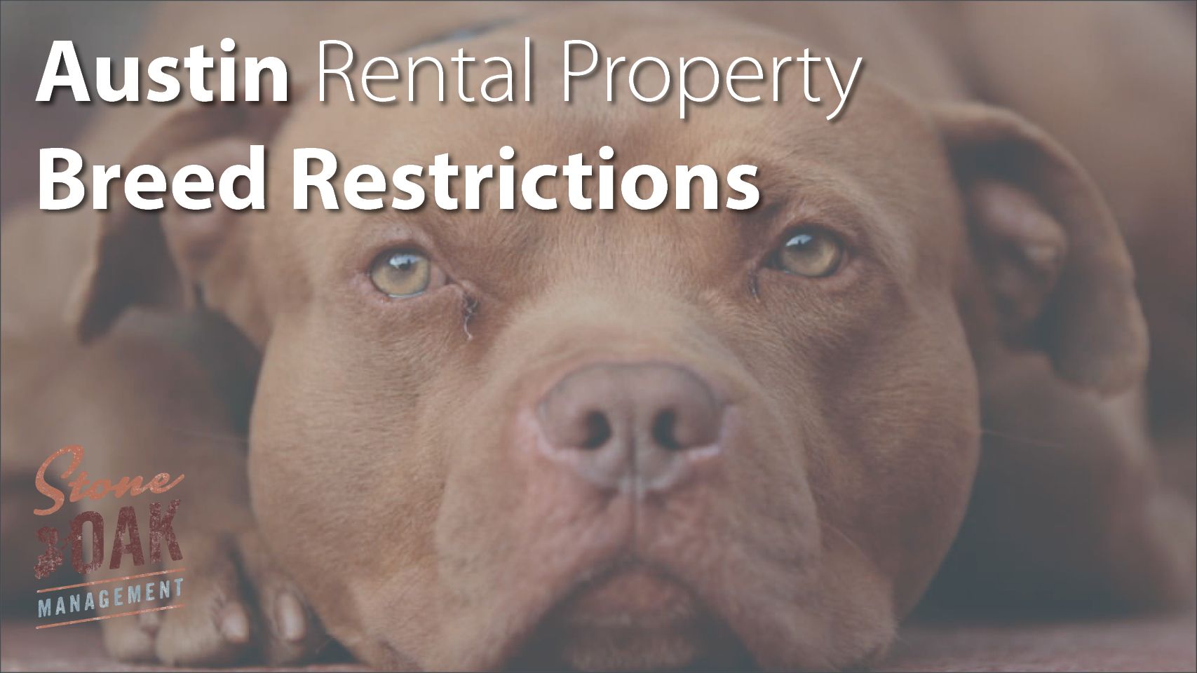 Homes for rent that accept sales pit bulls